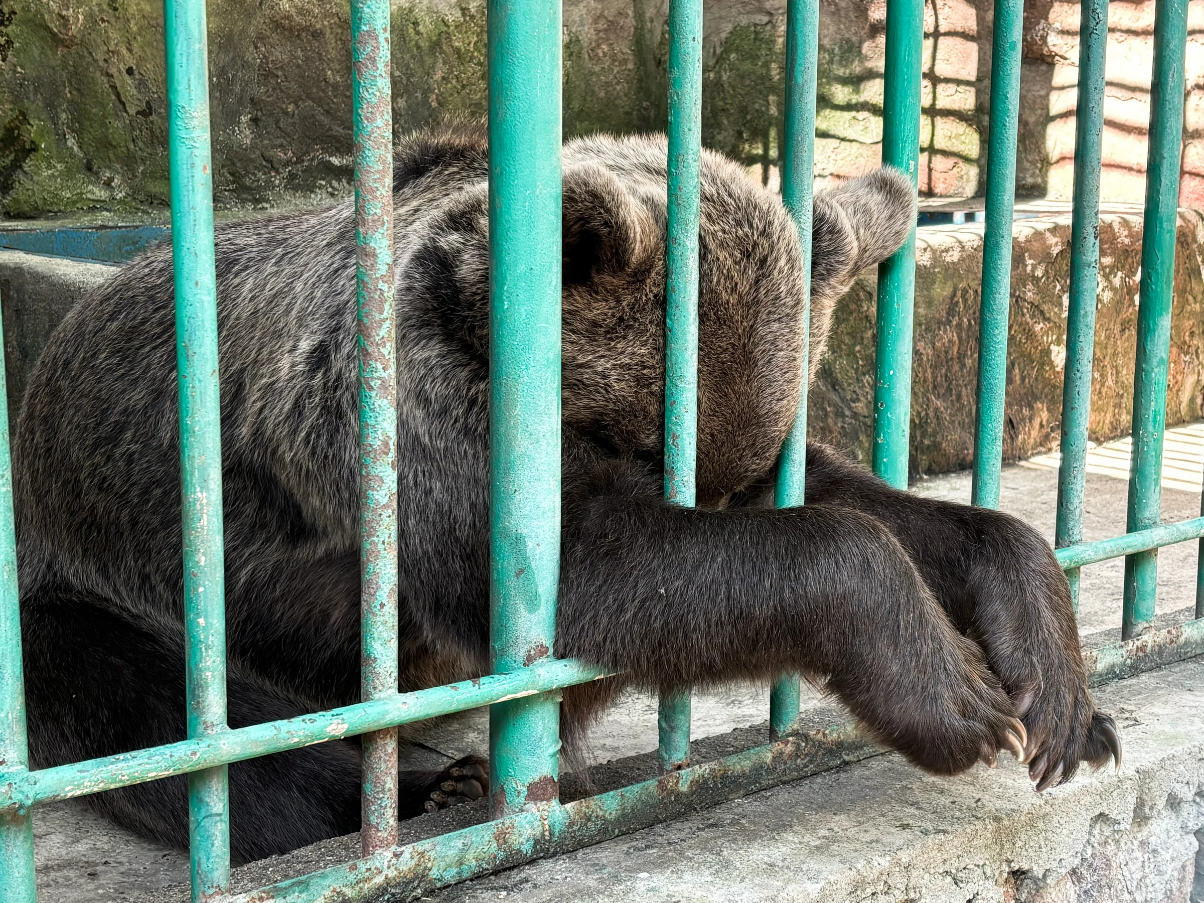 "Please Look After This Bear" Celebrating World Bear Day and The Gift of Freedom for Retta, from Broken to Beautiful