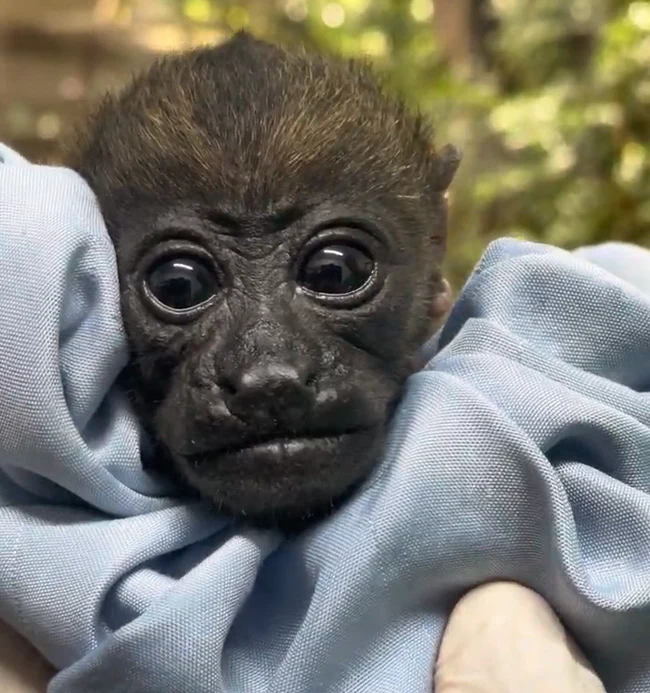 On World Monkey Day - Monkeys Make It Full-Circle - From Electrocution to Rescue, Rehabilitation and Finally to Release