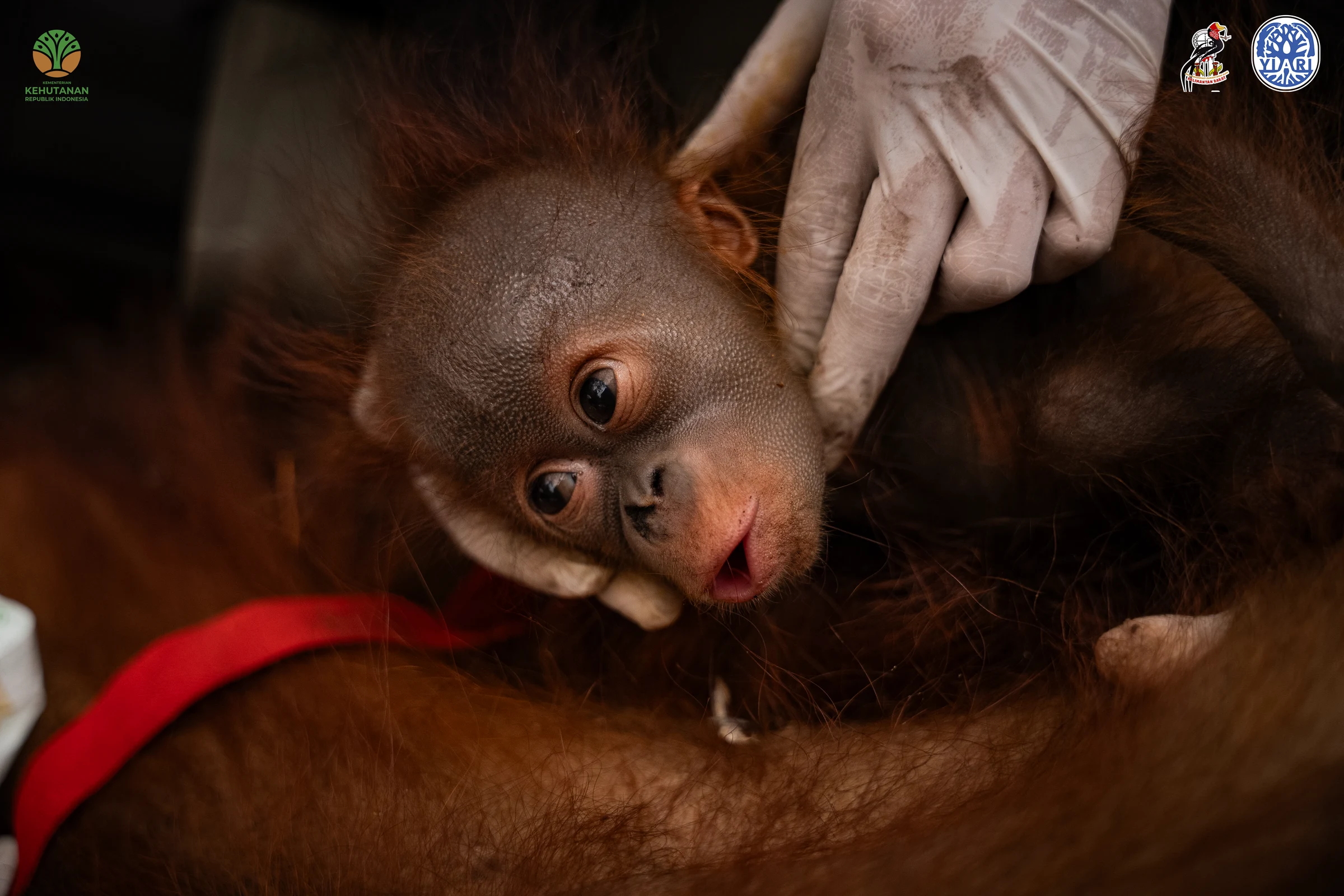 International Animal Rescue asks please “See the world through their eyes” as orangutan mothers and babies are caught up in Indonesia’s forest fires.