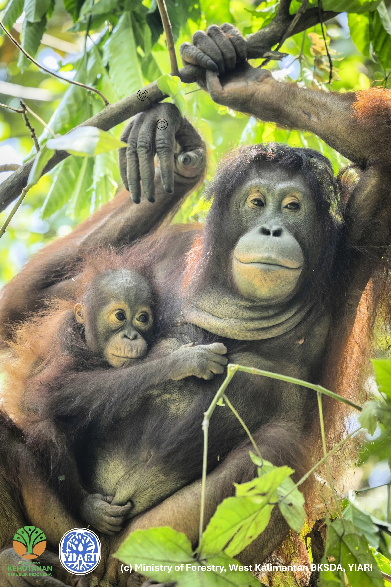 Charity at the heart of orangutan surrogacy programme