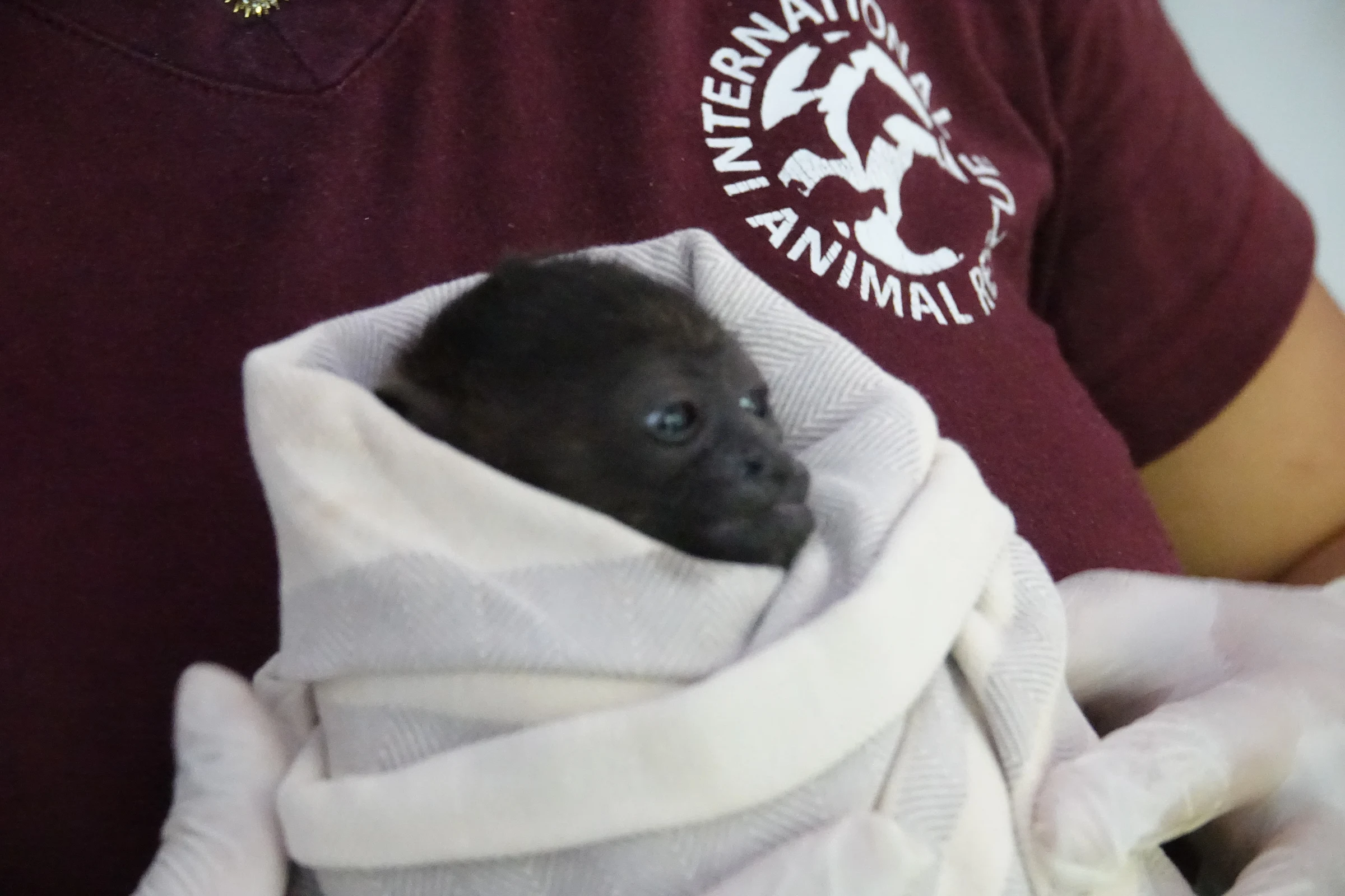 Real or fake? Online Animal Cruelty. International Animal Rescue shares useful guide for SMACC ‘Report It’ week