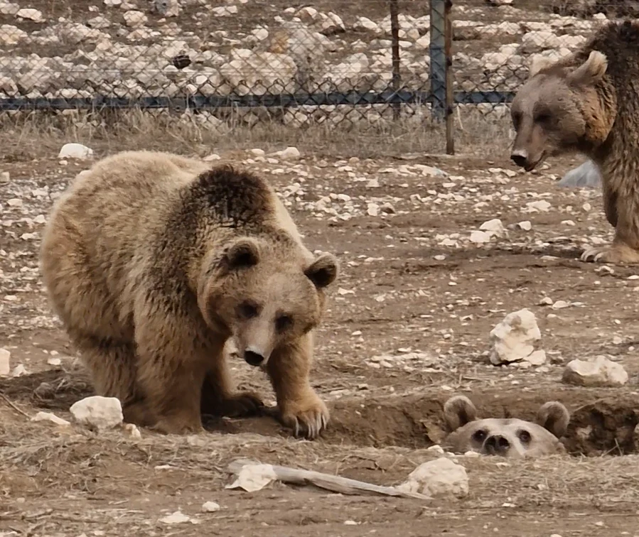 Peek-A-Bear - Mum and dad wake baby bear following first hibernation.