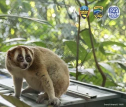 - A critically endangered slow loris is prepared for release