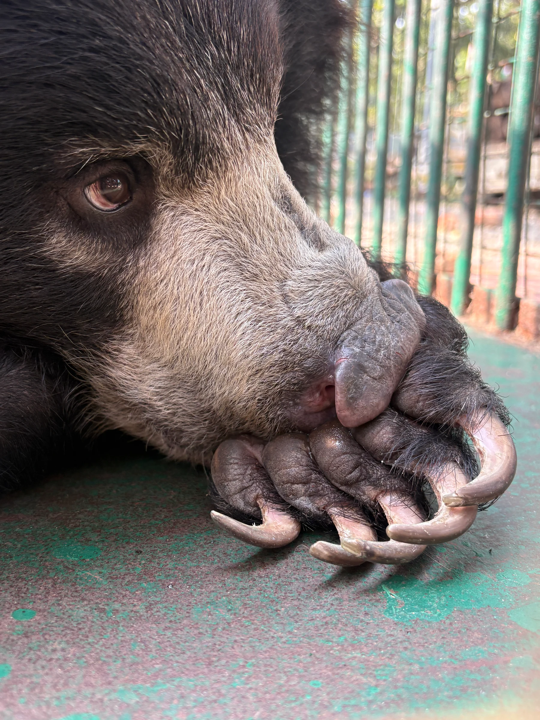 World Wildlife Day Warning: as rescued baby bear Lissy sends a stark message about vigilance against the wildlife trafficking trade.