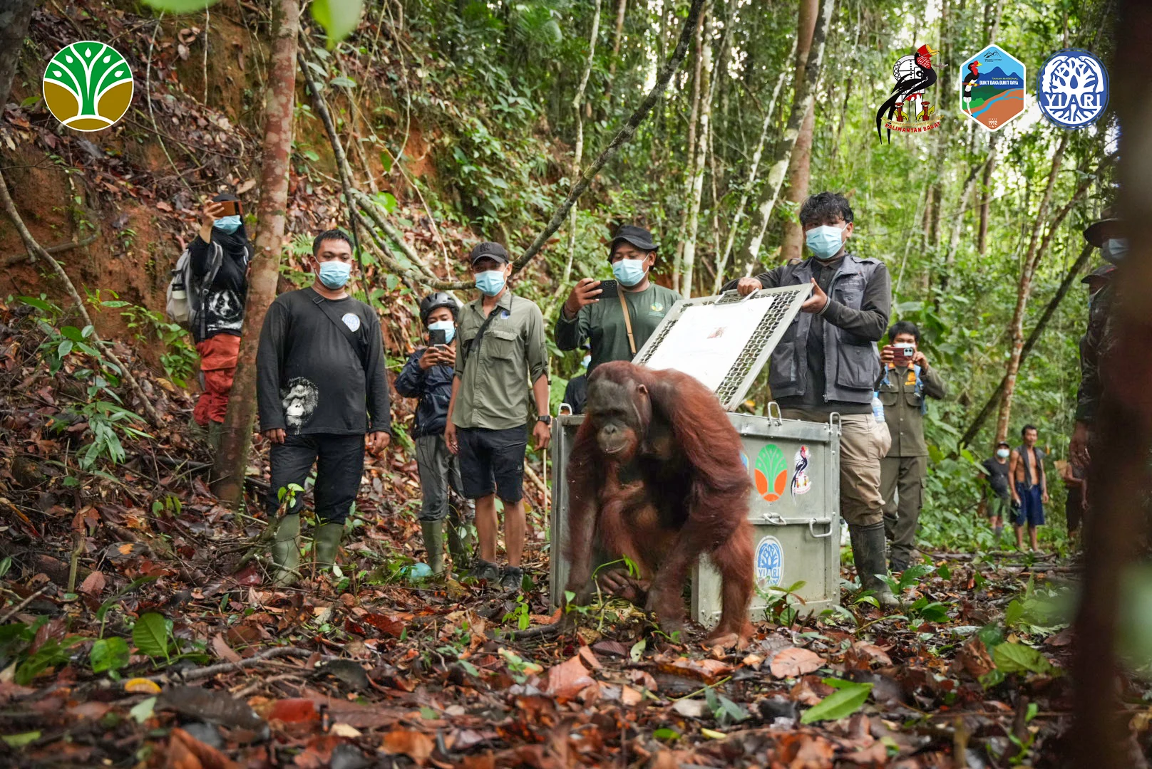 Three Bornean Orangutans Released