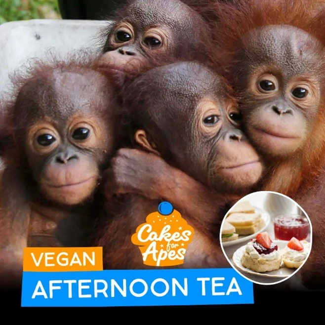 Cake it forward - International Animal Rescue Launches Campaign with “An Afternoon Tea with a Cause”