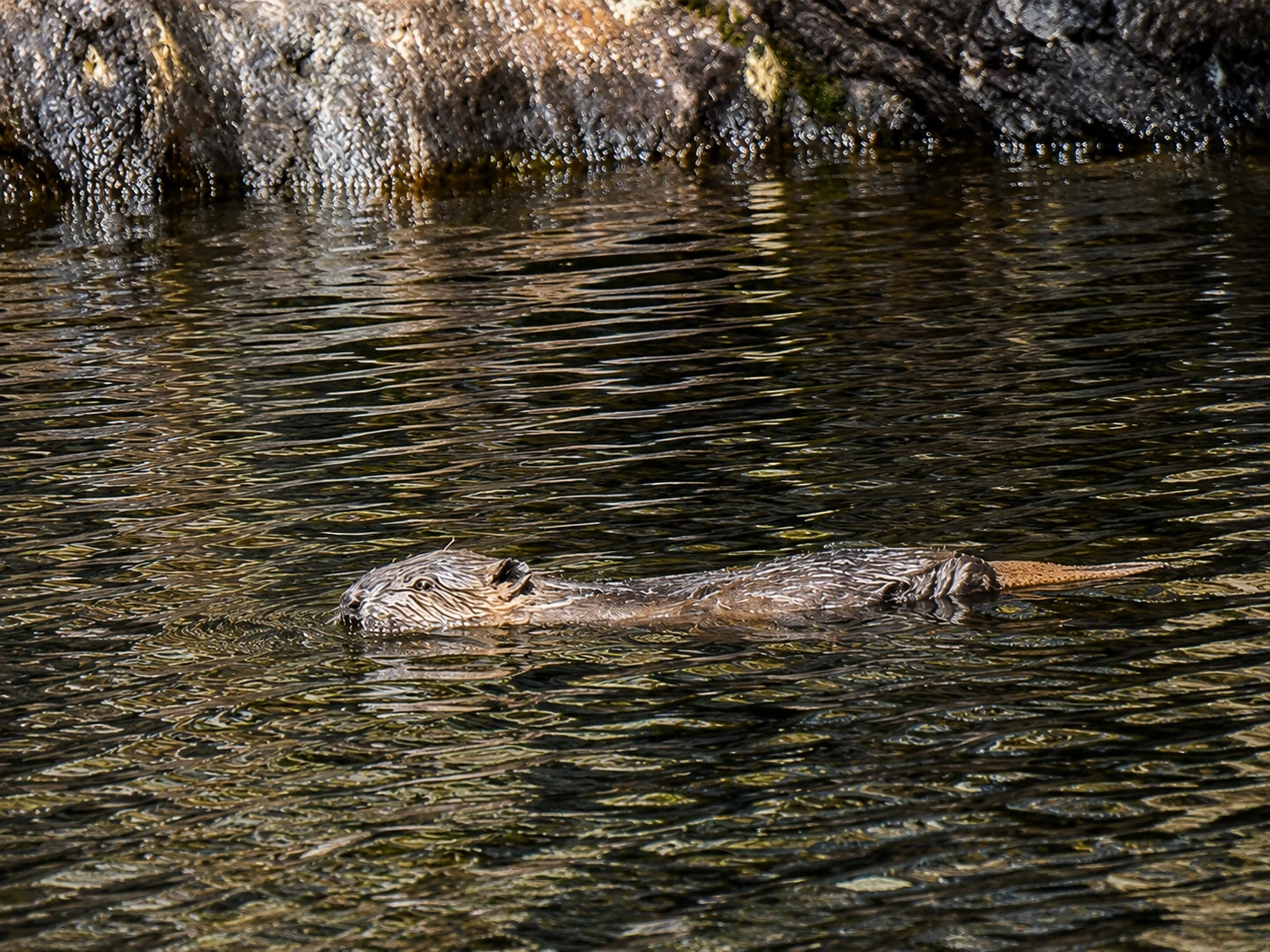 First baby beavers in 400 years born in Scotland’s ‘most beautiful glen’