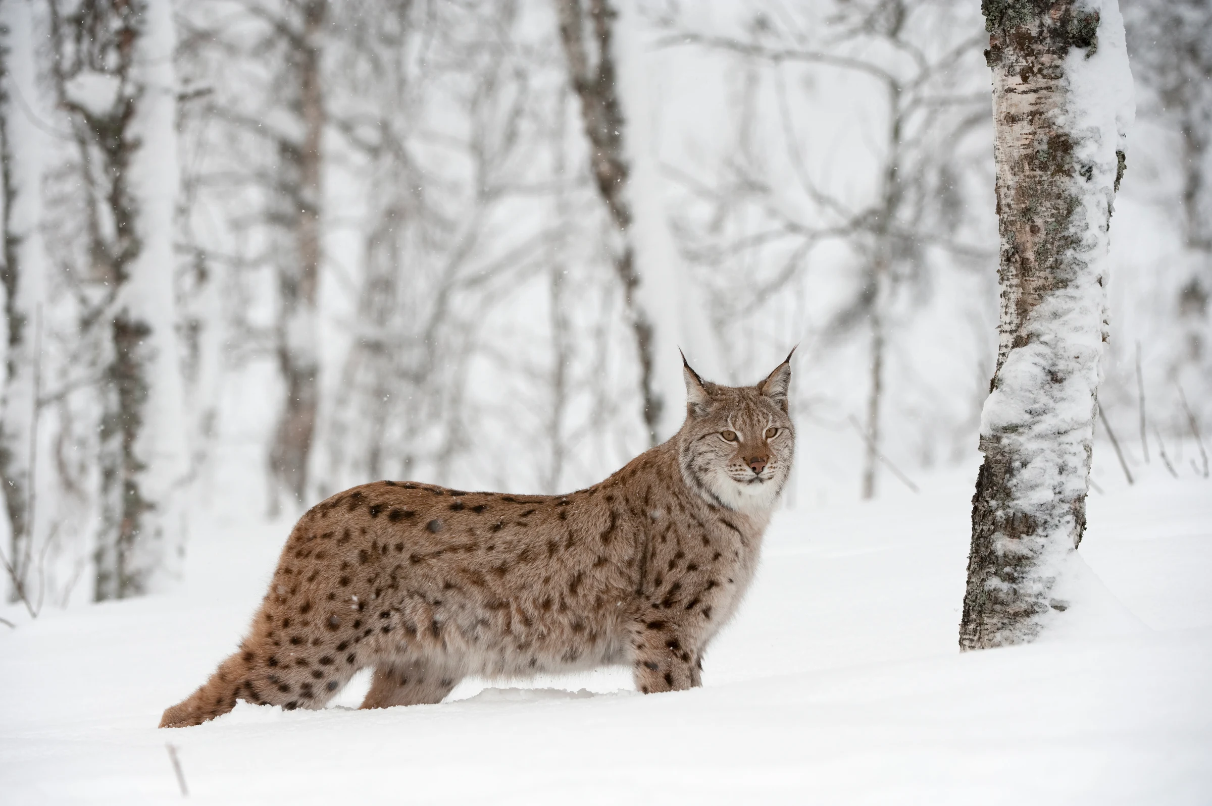 Lynx: communities in Highland and Moray invited to discuss reintroduction