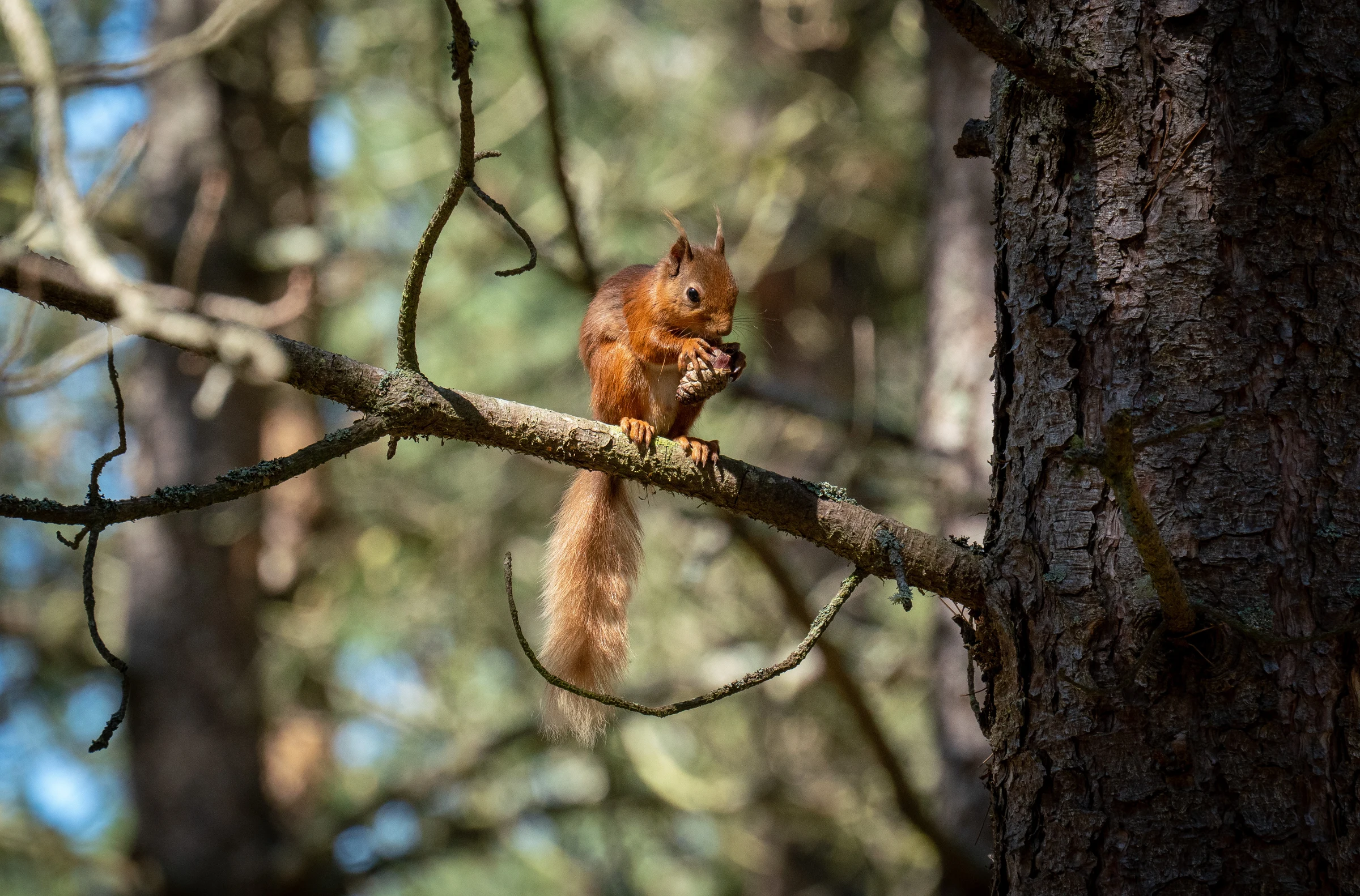 Red squirrel range in Highlands increases by over 25% following major reintroduction project by rewilding charity