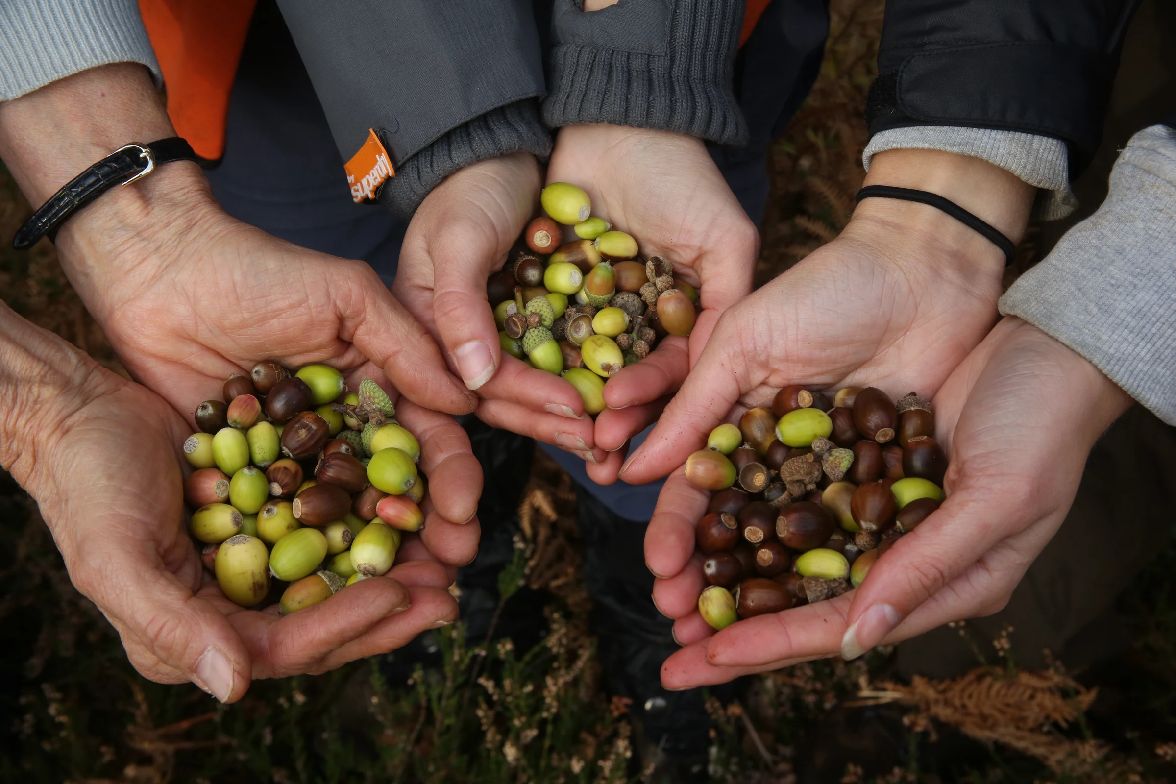 Volunteers collect over 11m rare seeds by hand from remote areas to restore Scotland’s native woodlands and rainforest