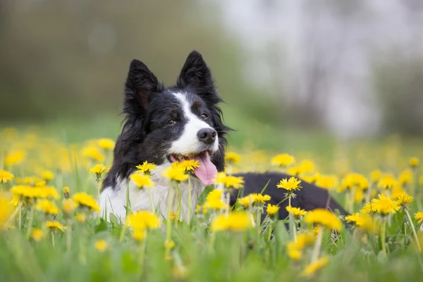 Dog lying in spring field