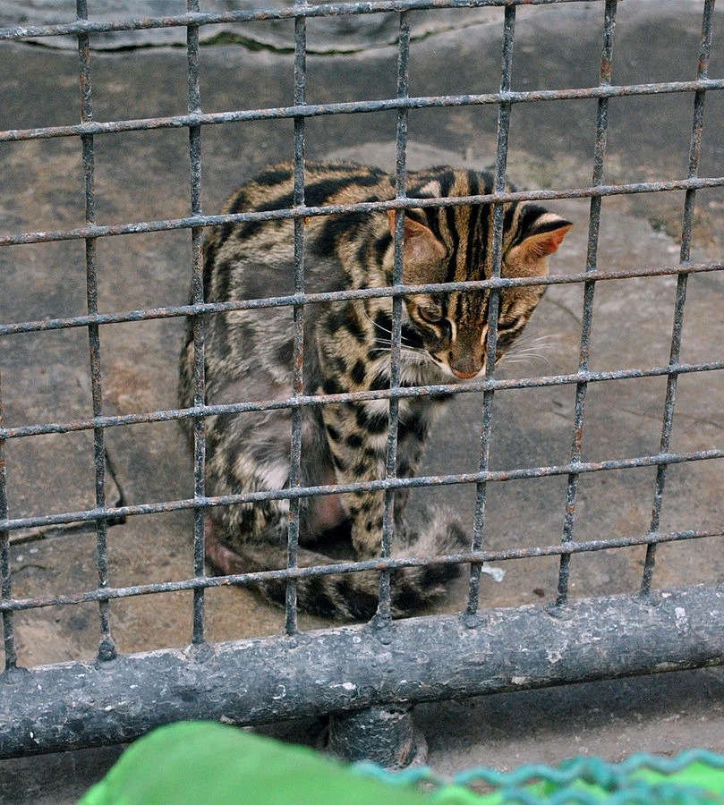 a neglected Leopard Cat at an animal attraction.