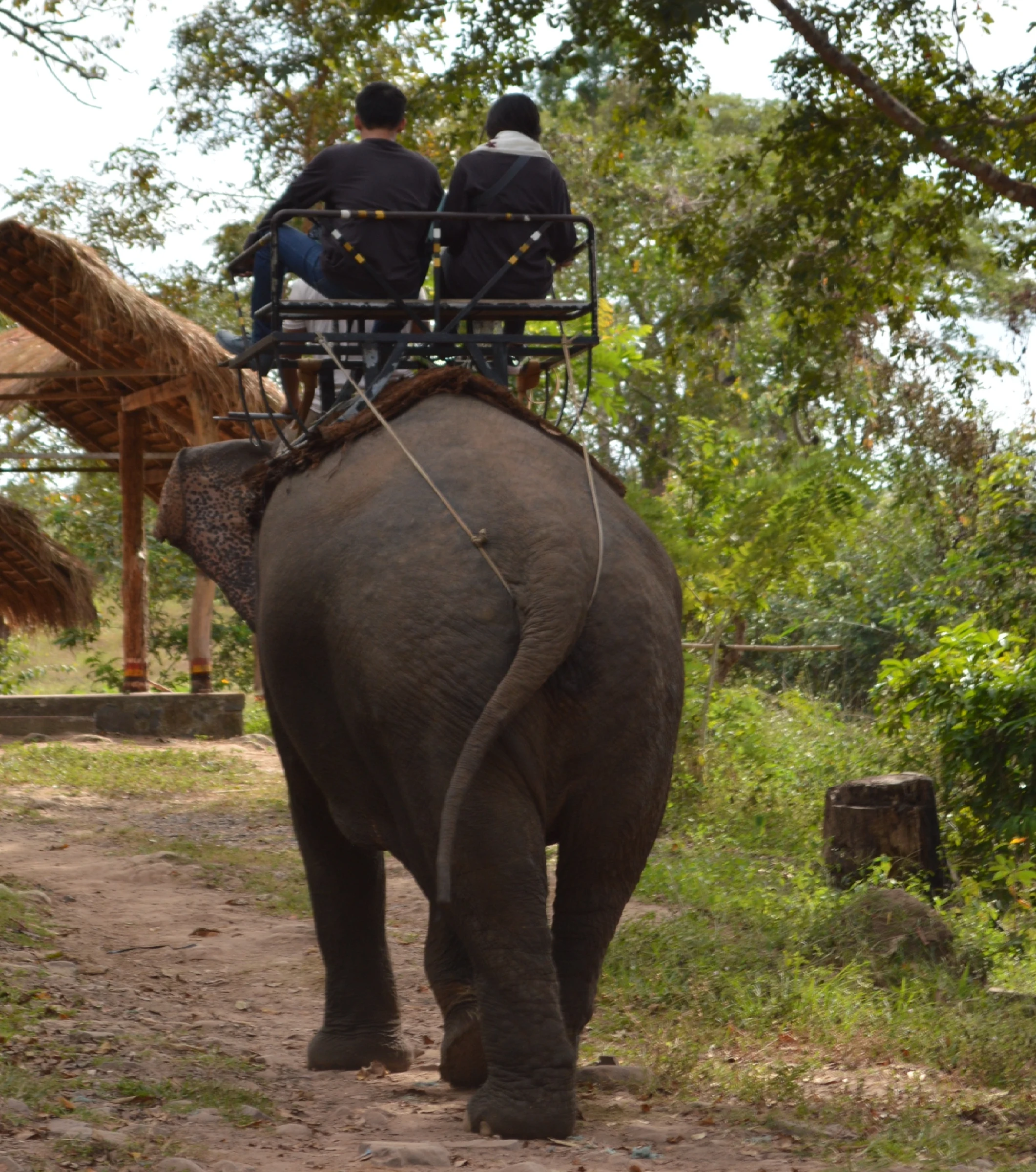 Cruel elephant rides for tourists.