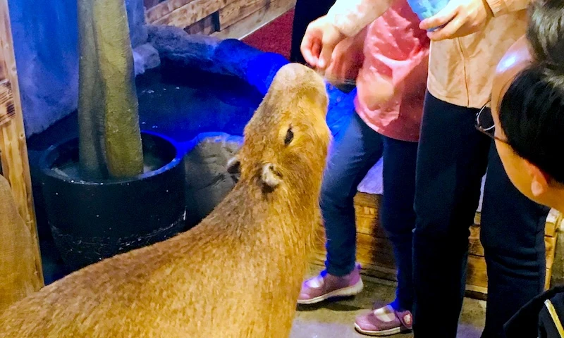 Capybara in Japanese animal cafe