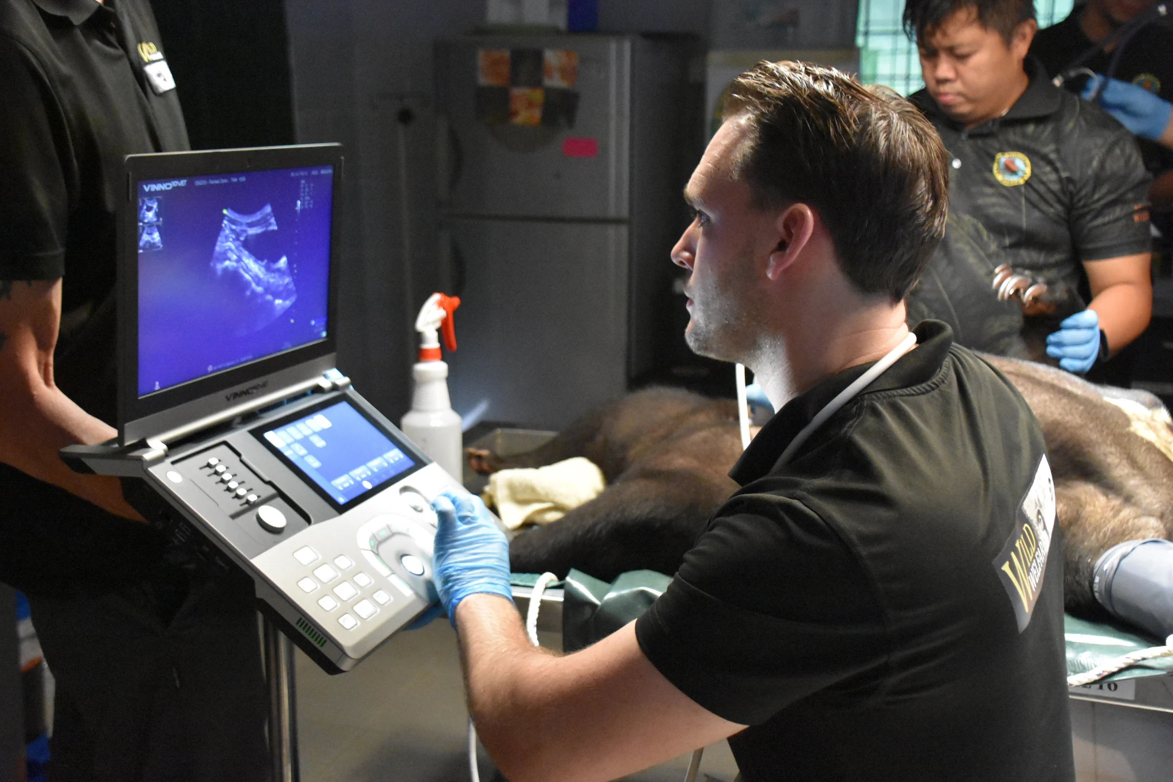 Sun Bear Ultrasound