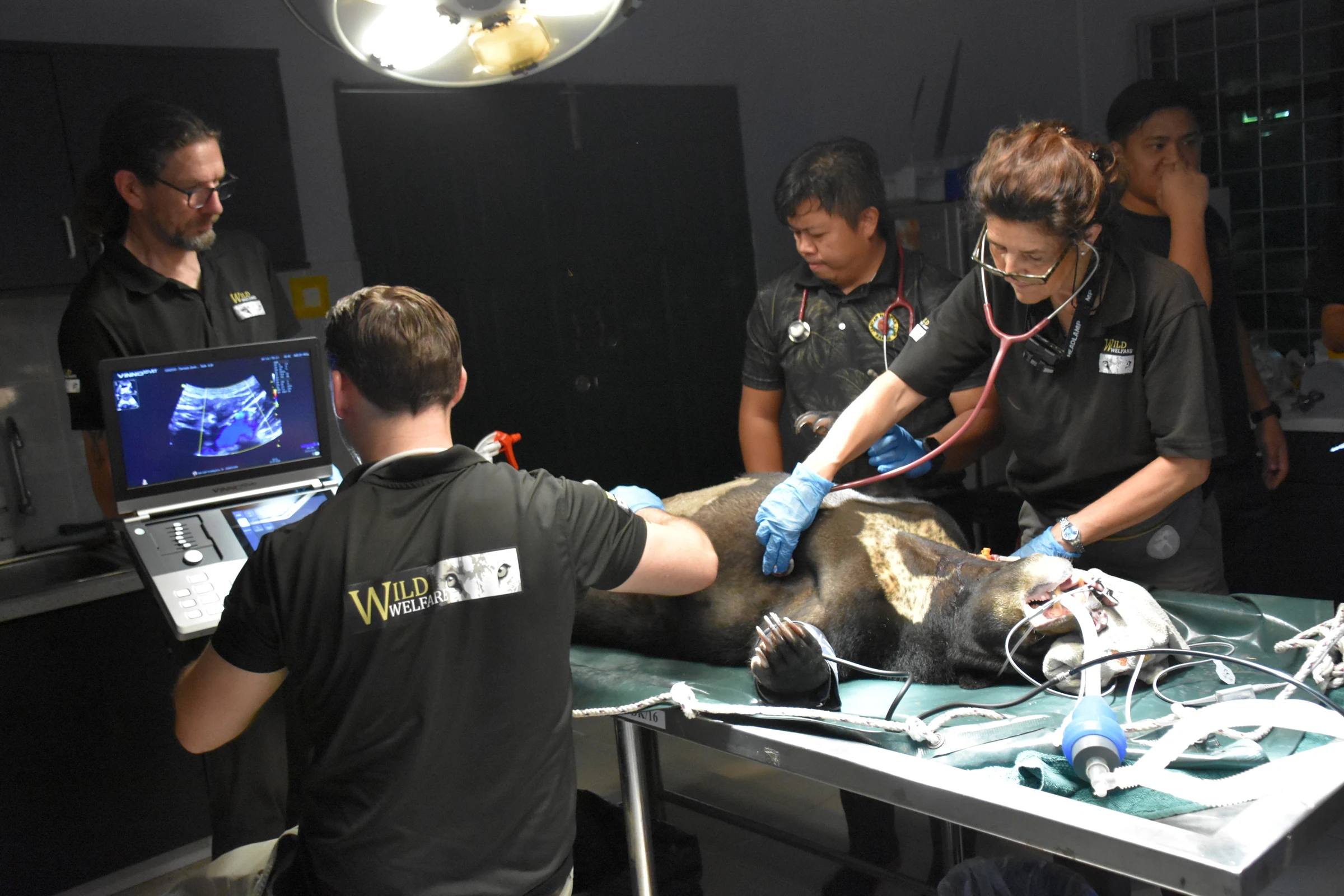 Bear on operating table