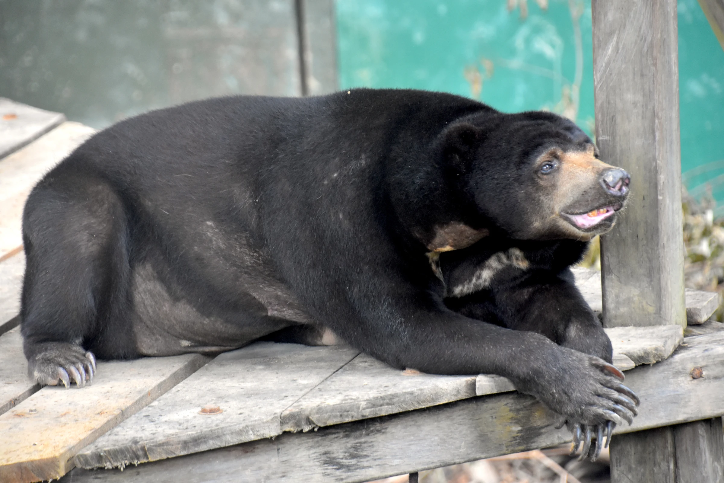 Bear recovering post operation
