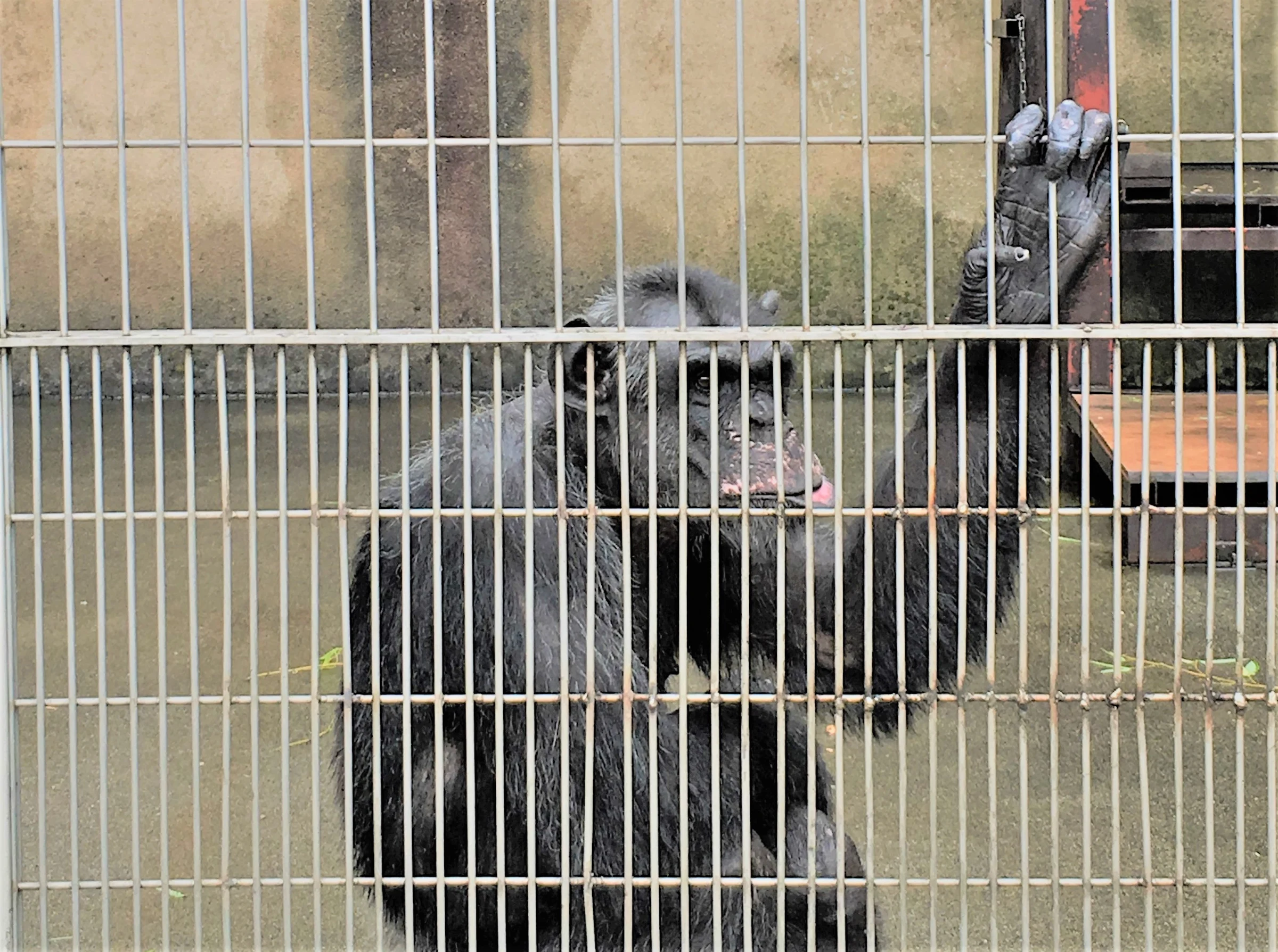 Chimp living in poor condition at a zoo