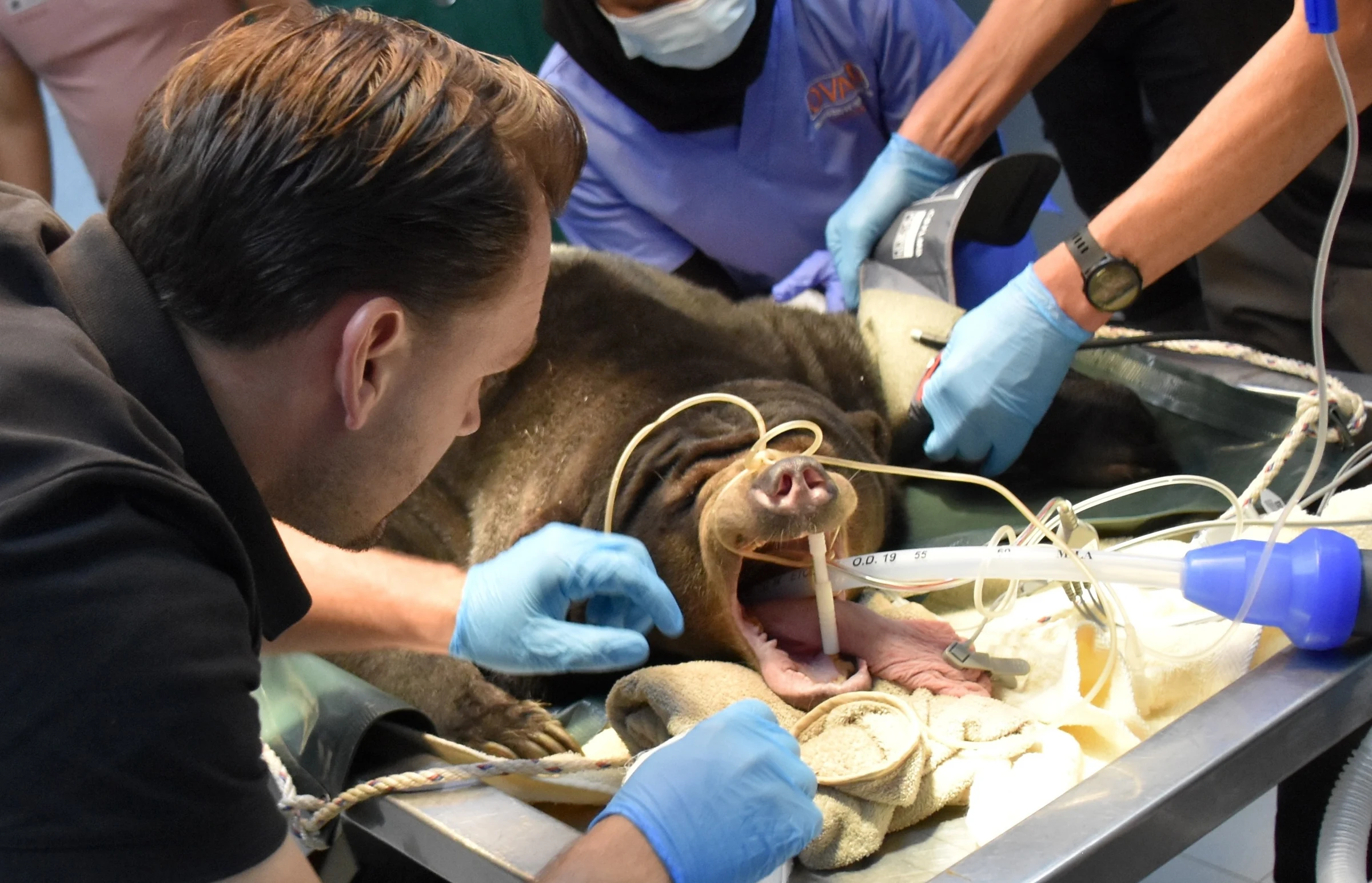 Major International Veterinary Operation for Seven Bornean Sun Bears