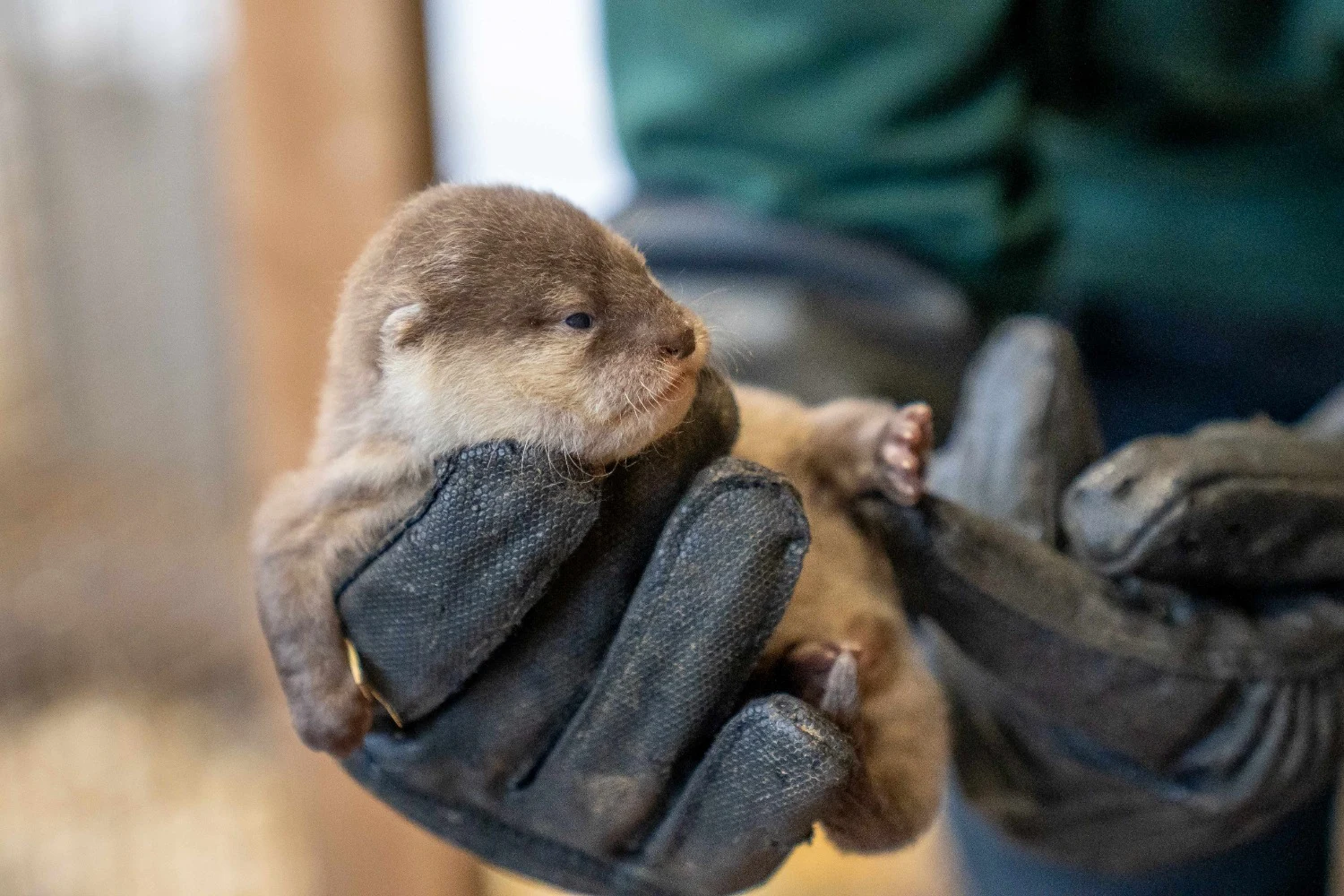 Why Woburn’s new otter pups are stealing hearts and why their story matters