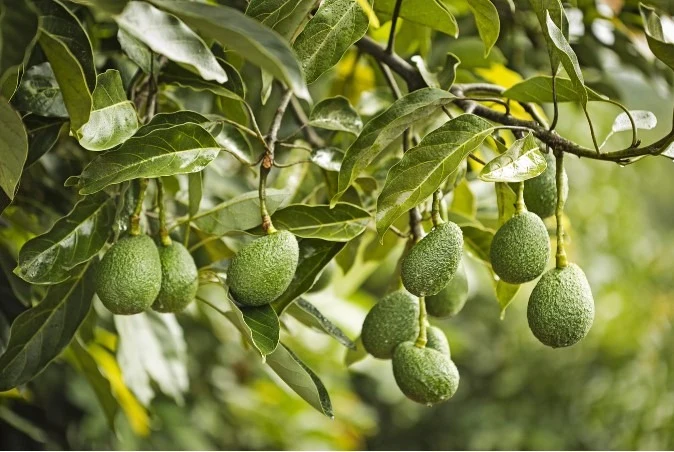 How avocados can support gut health and help you feel your best this summer