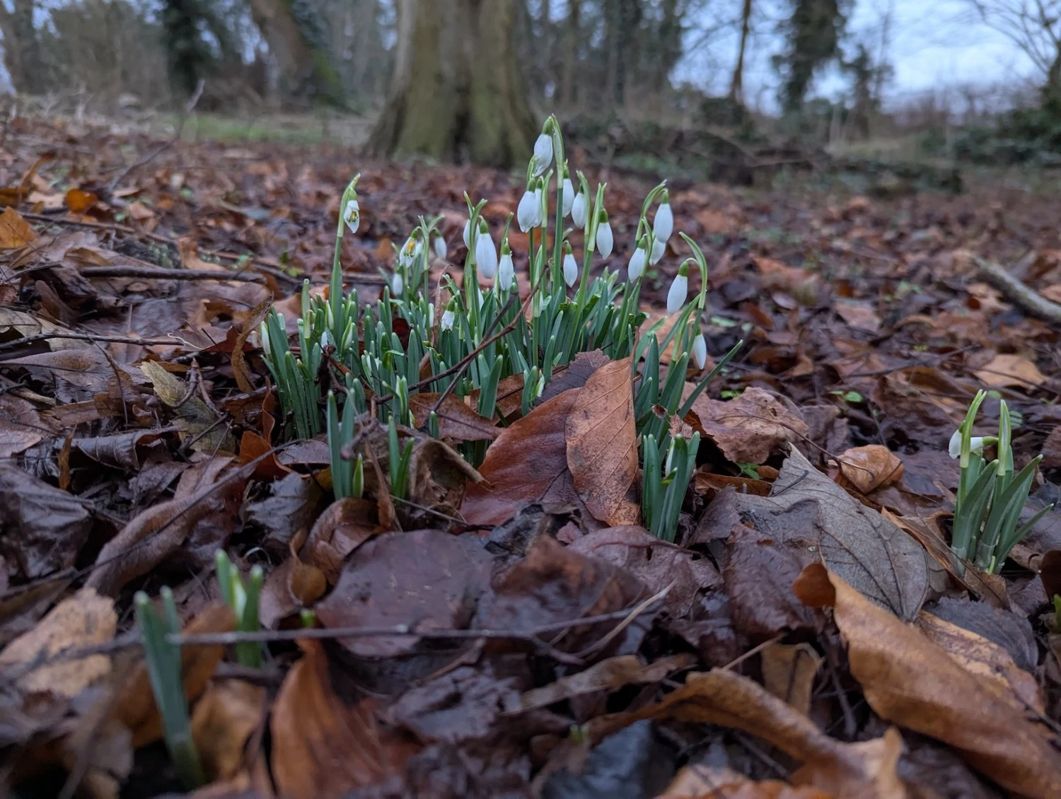 Signs of Spring survey engages British wildlife watchers